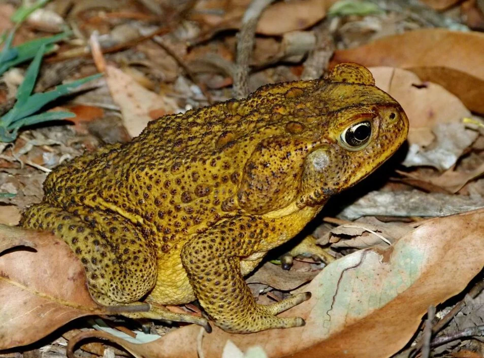 Botorog's Fountain - Buriana Zanoaga - Cantate Chalet (1470m) - Saua Crack - Piatra mica Peak - 27 October 2024