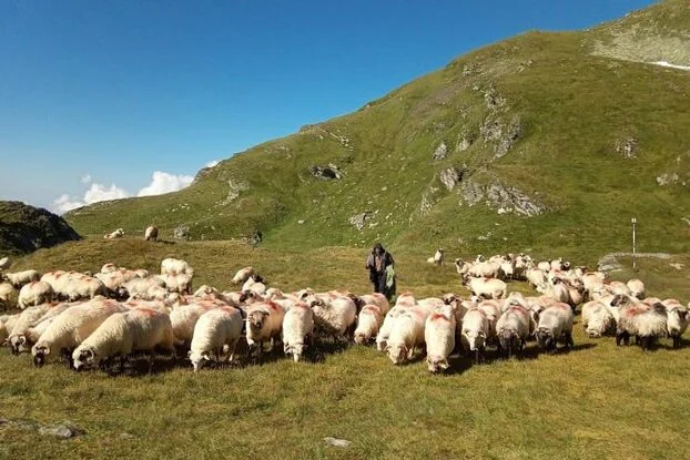 Explore the Făgăraș Mountains: A Guide to Alpine Refuges