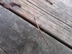 How to go correctly with northern walking sticks?