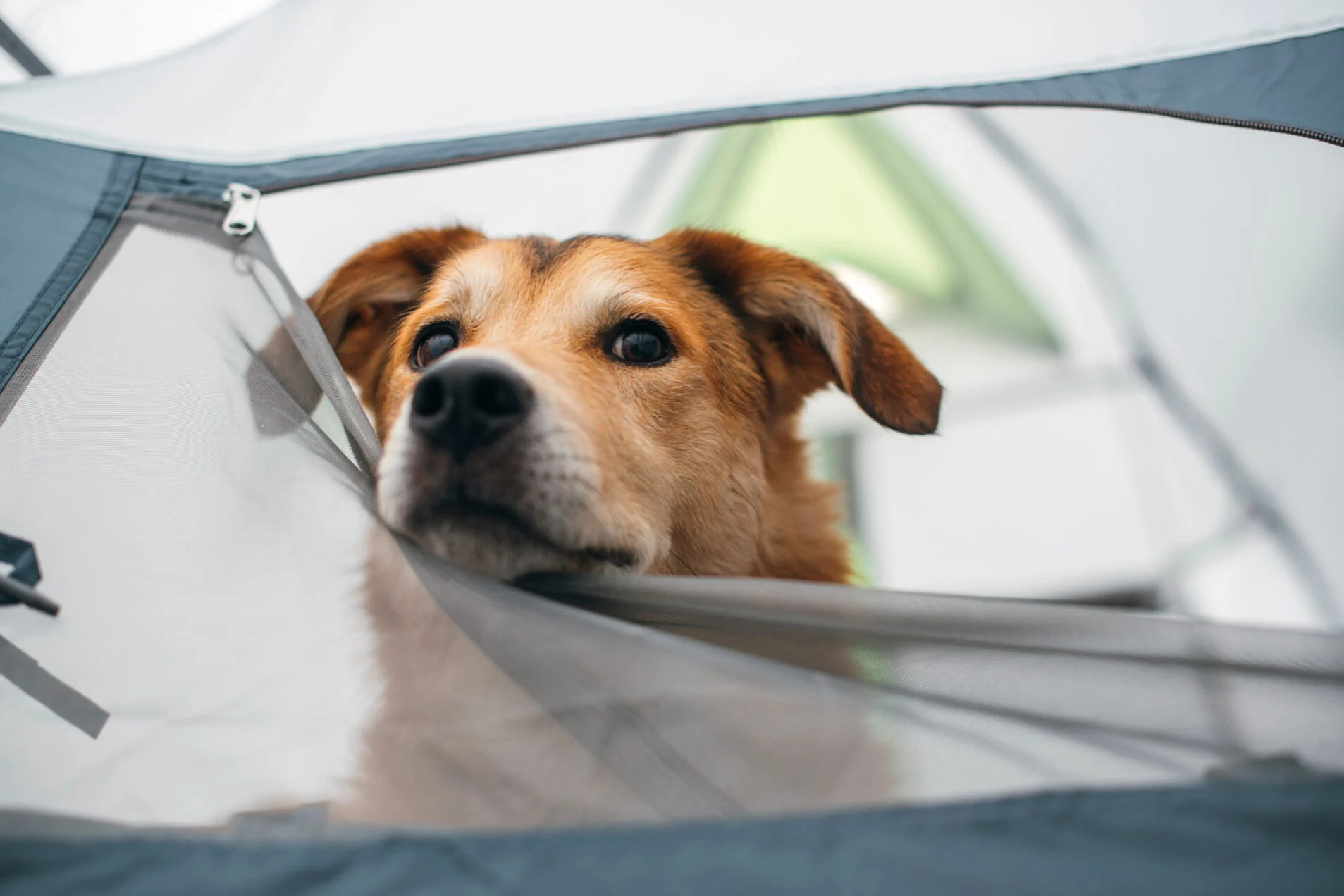 Camping with Your Dog: Essential Tips for a Pawsome Adventure